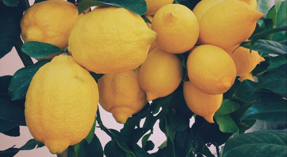 lemons hanging from tree portugal best quinta do lago restaurants