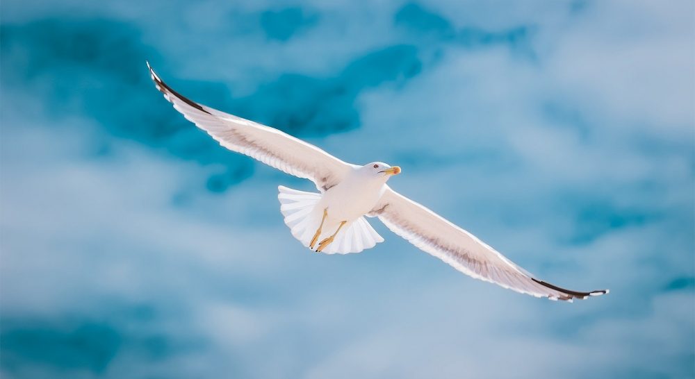 A seagull flying over Ria Formosa Natural Park in the Algarve