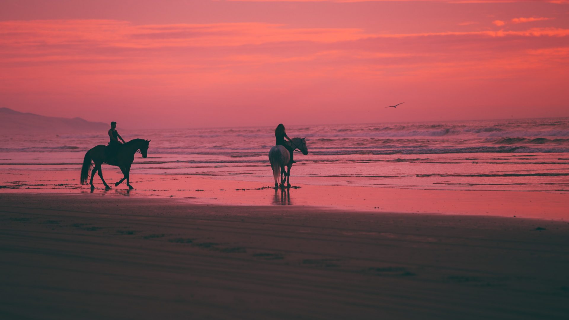 an adventure seeking couple on horseback on a sunset lit beach